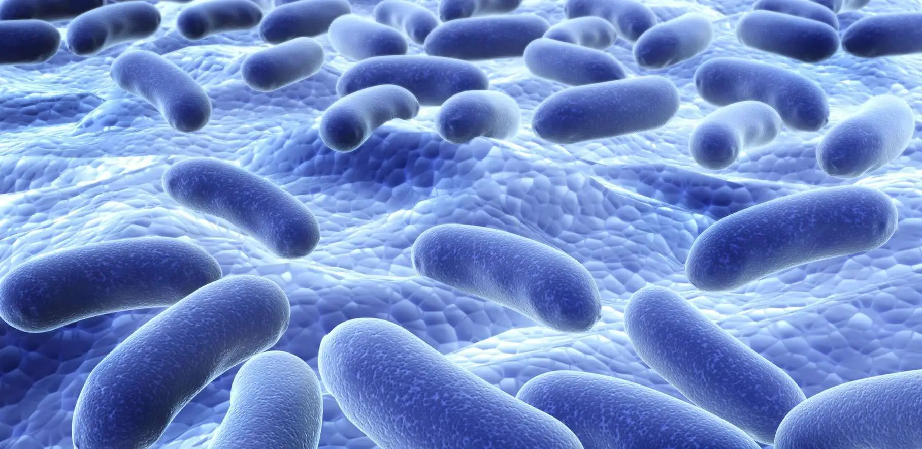 4 Best Organic Probiotics to Really Boost Your Gut Health ...