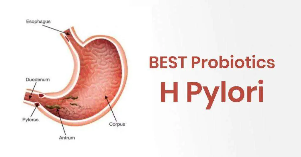 5 BEST Probiotics for H. Pylori