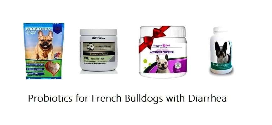 Best Probiotic for French Bulldogs for Dogs with Diarrhea