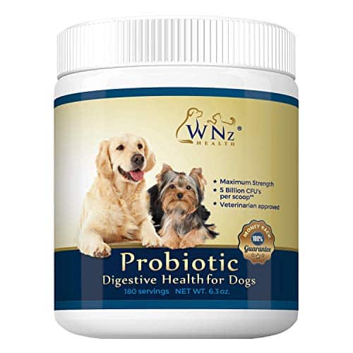 Best Synacore Probiotics For Dogs 2021