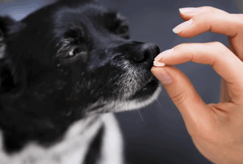 Can I Give My Dog Yogurt for Probiotics?
