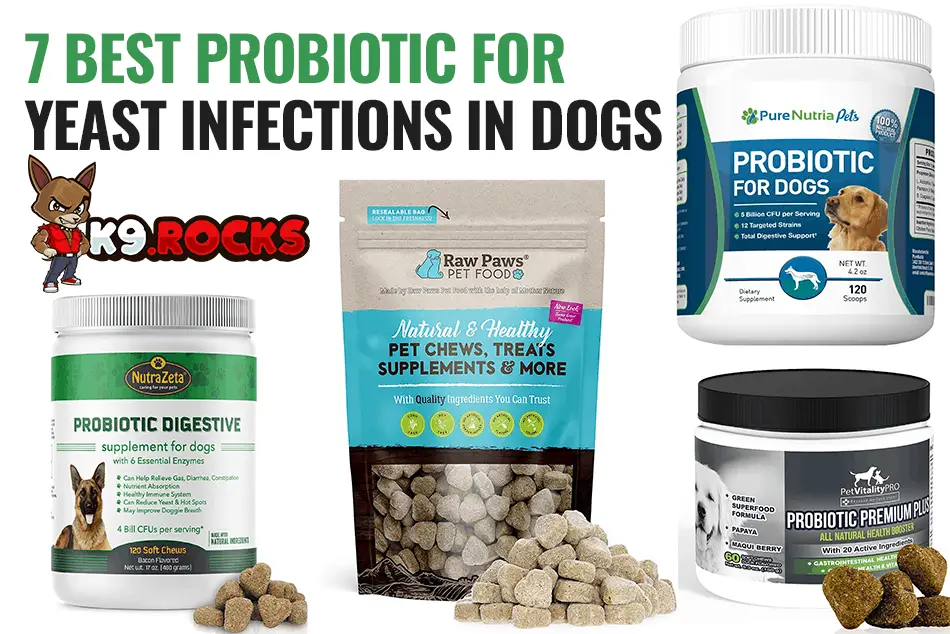 Can You Get A Yeast Infection From Probiotics ...