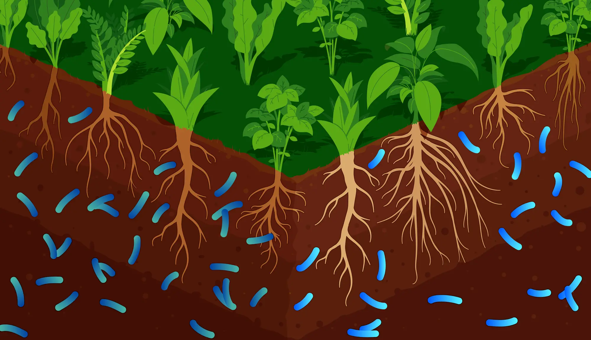 Guide To Soil Based Probiotics Uses, Benefits And Side Effects