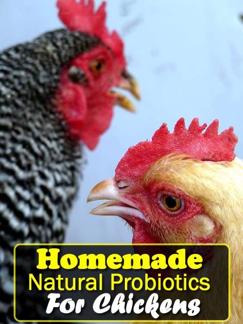 Homemade Natural Probiotics For Chickens