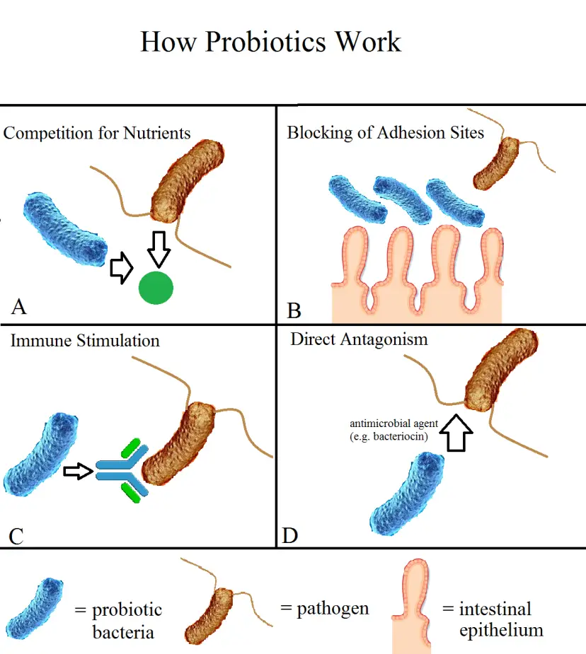 How Long Does It Take for Probiotics to Work? The shocking ...
