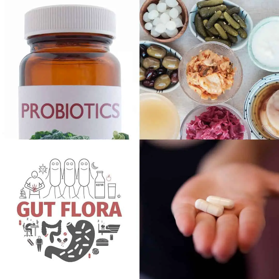 How To Choose The Right Probiotic Supplement And What To Feed It?