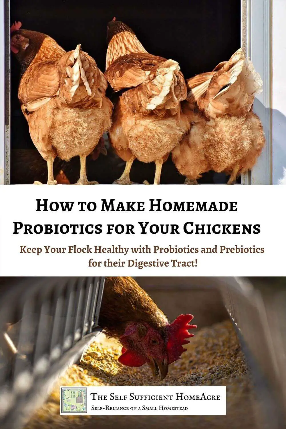 How to Make Homemade Probiotics for Chickens