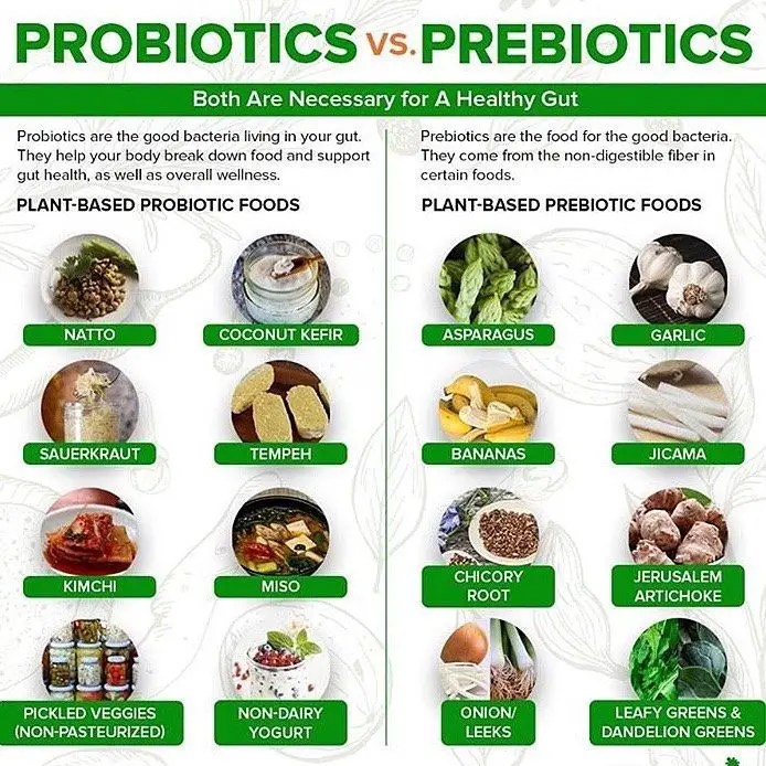 Plant Romance on Instagram: What kinda of probiotics do you consume?  ...