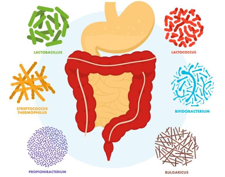 Popular Probiotic Strains and What They Do