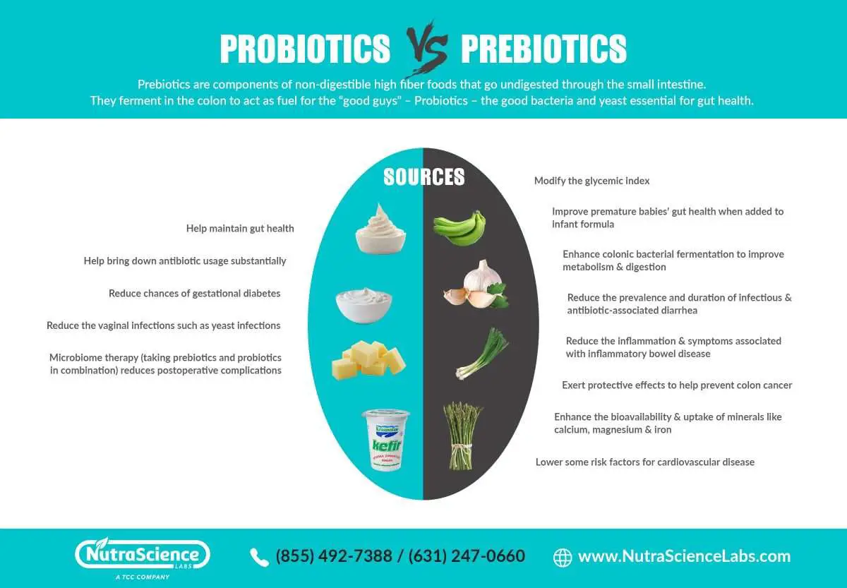 Prebiotics vs. Probiotics: Key Differences Explained