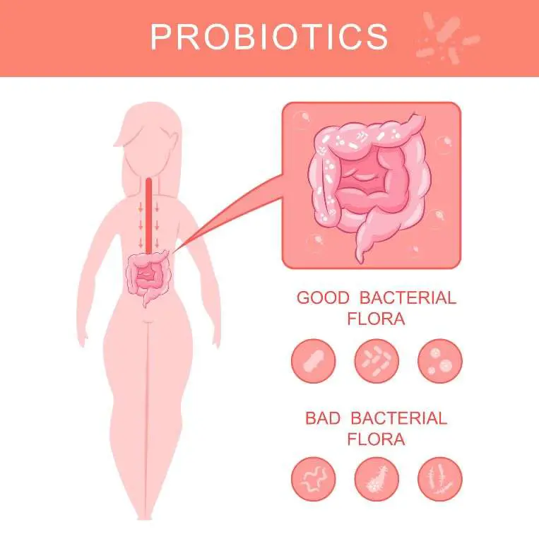 Prebiotics vs Probiotics: What is the difference?