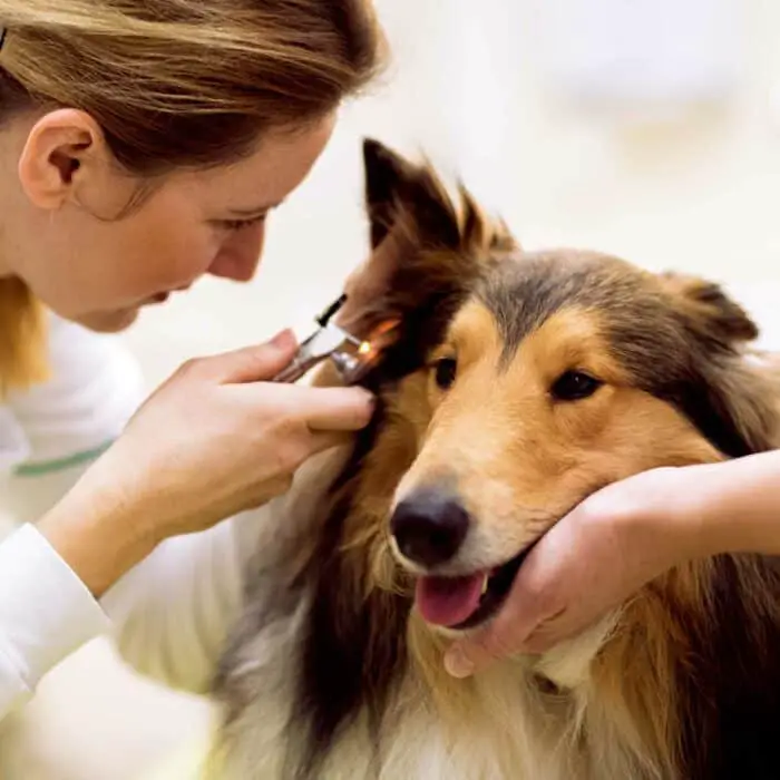 Probiotic Ear Spray Solves Dog