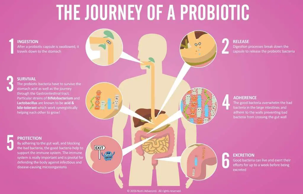 Probiotics: Will They Actually Make You Healthier?  THE LIFESTYLE ...