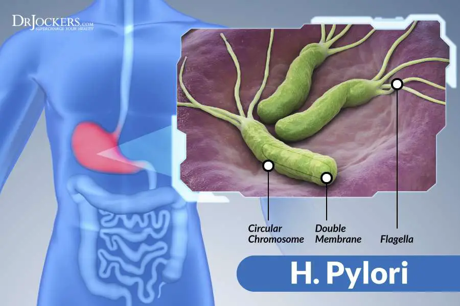 The Damaging Effects of H Pylori Infections