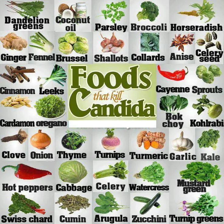 Understanding the Candida Overgrowth Die Off Process