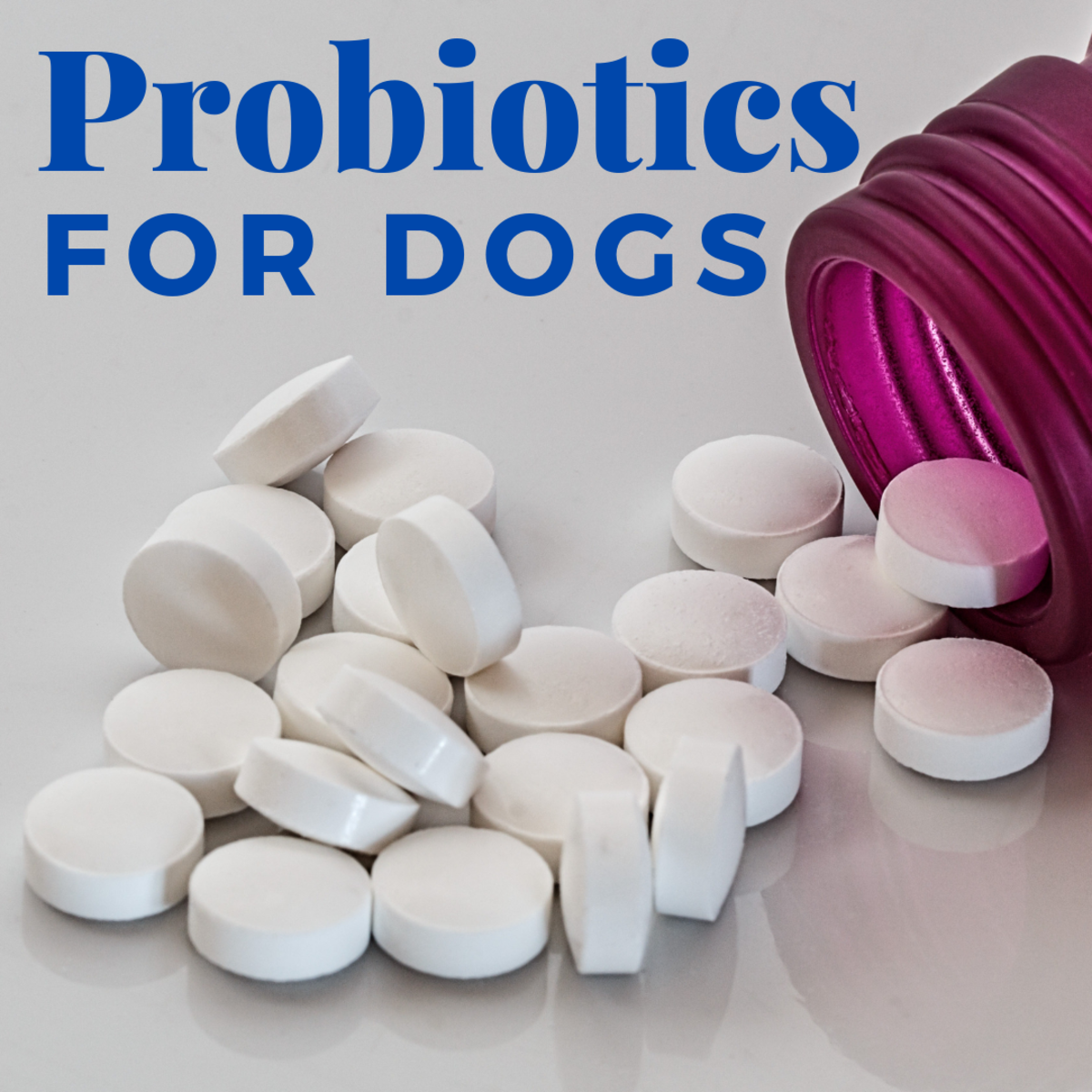 Using Probiotics to Resolve Dog Diarrhea