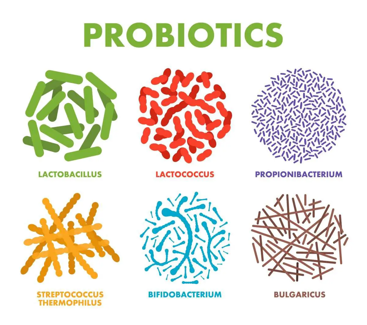 What are Probiotics and How Do They Help You?