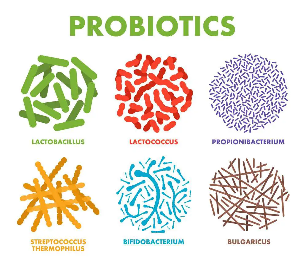 What are Probiotics and Why do You Need Them?
